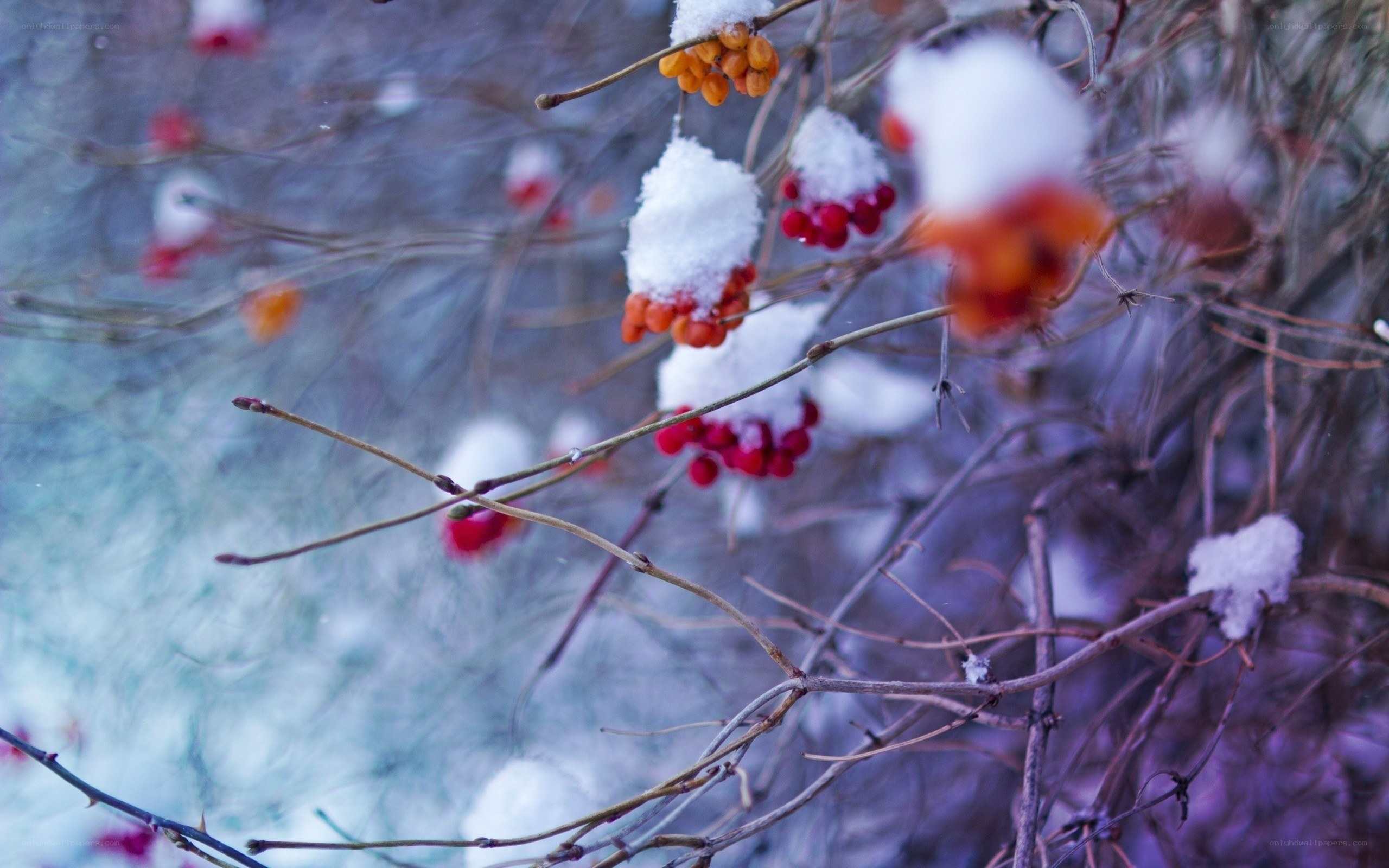 snow-covered berries on branches