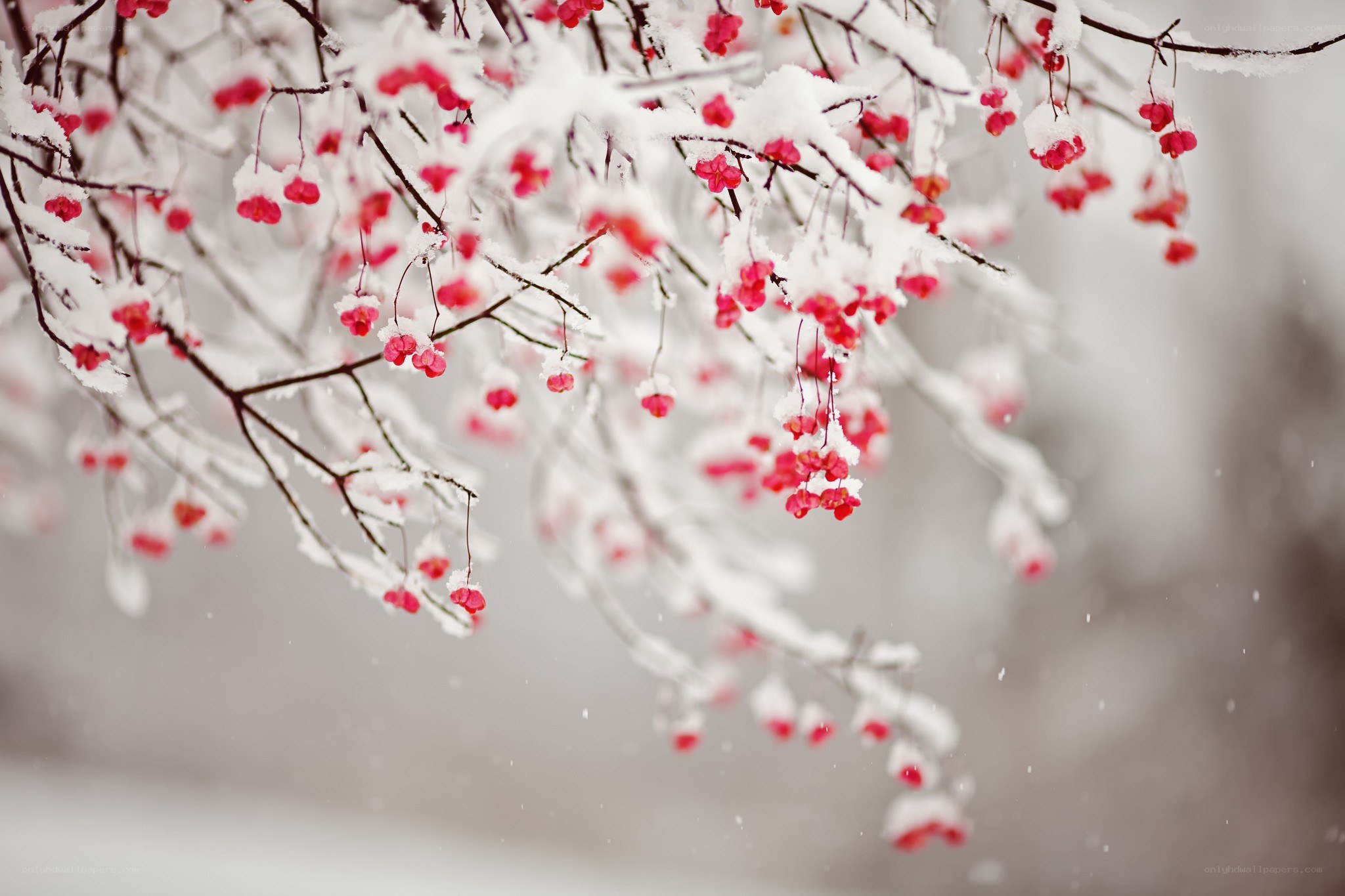 snow-covered berries on branches