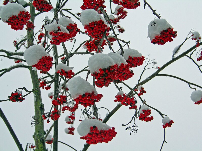 Snow-covered Berries on Branches — Red, Calm