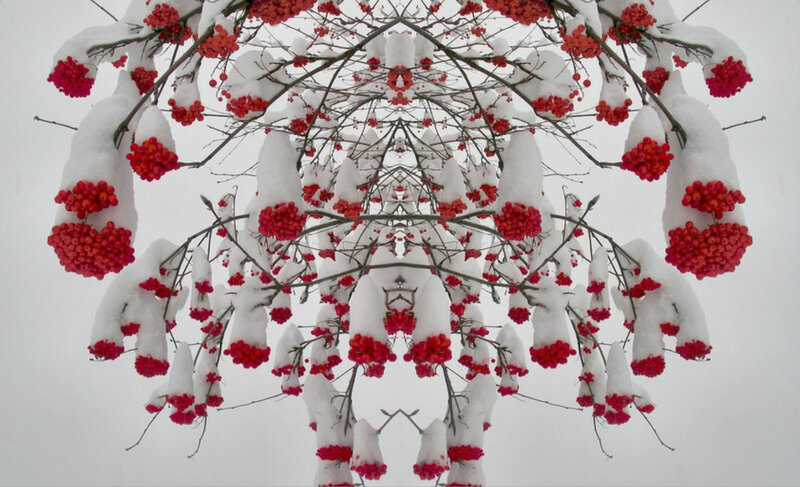 Snow-covered Berries on Branches — Red