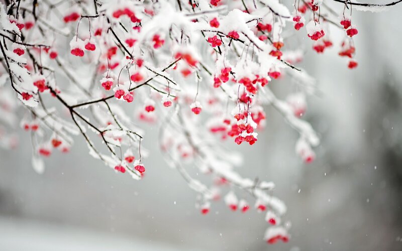 Snow-covered Berries on Branches — White, Serene