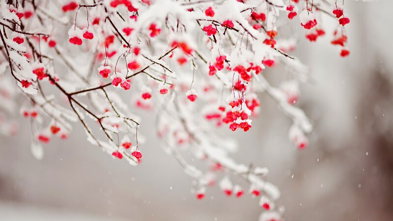Snow-covered Berries on Branches — White, Serene, Winter