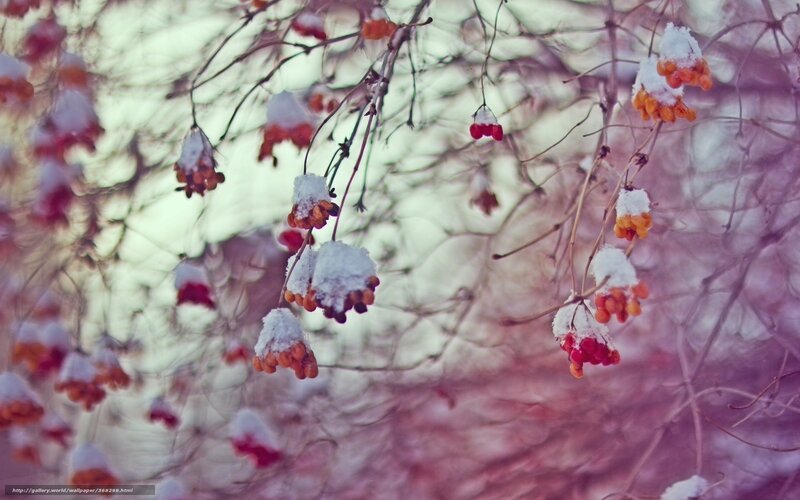 Snow-covered Berries on Branches — White