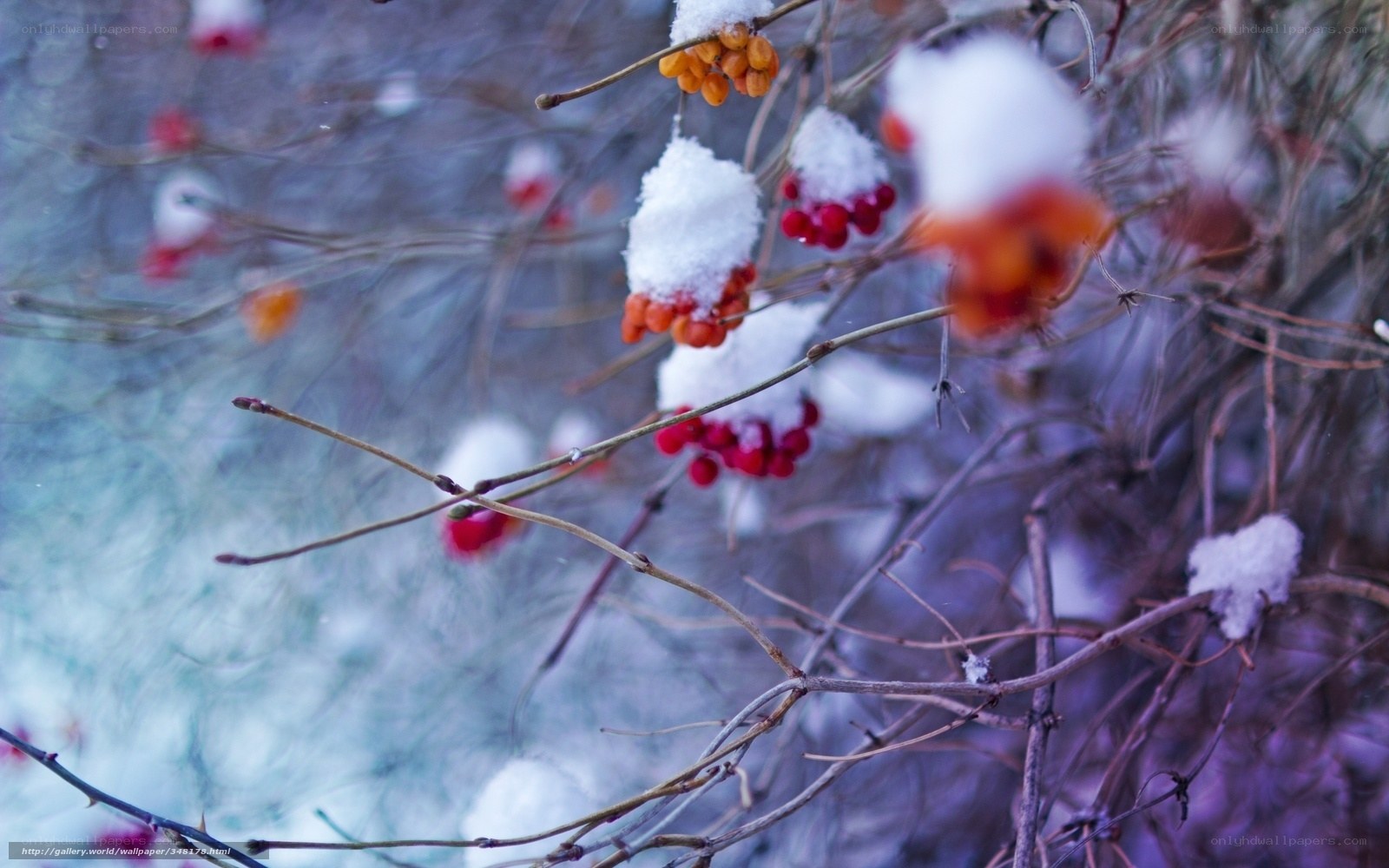 Snow-covered berries on branches