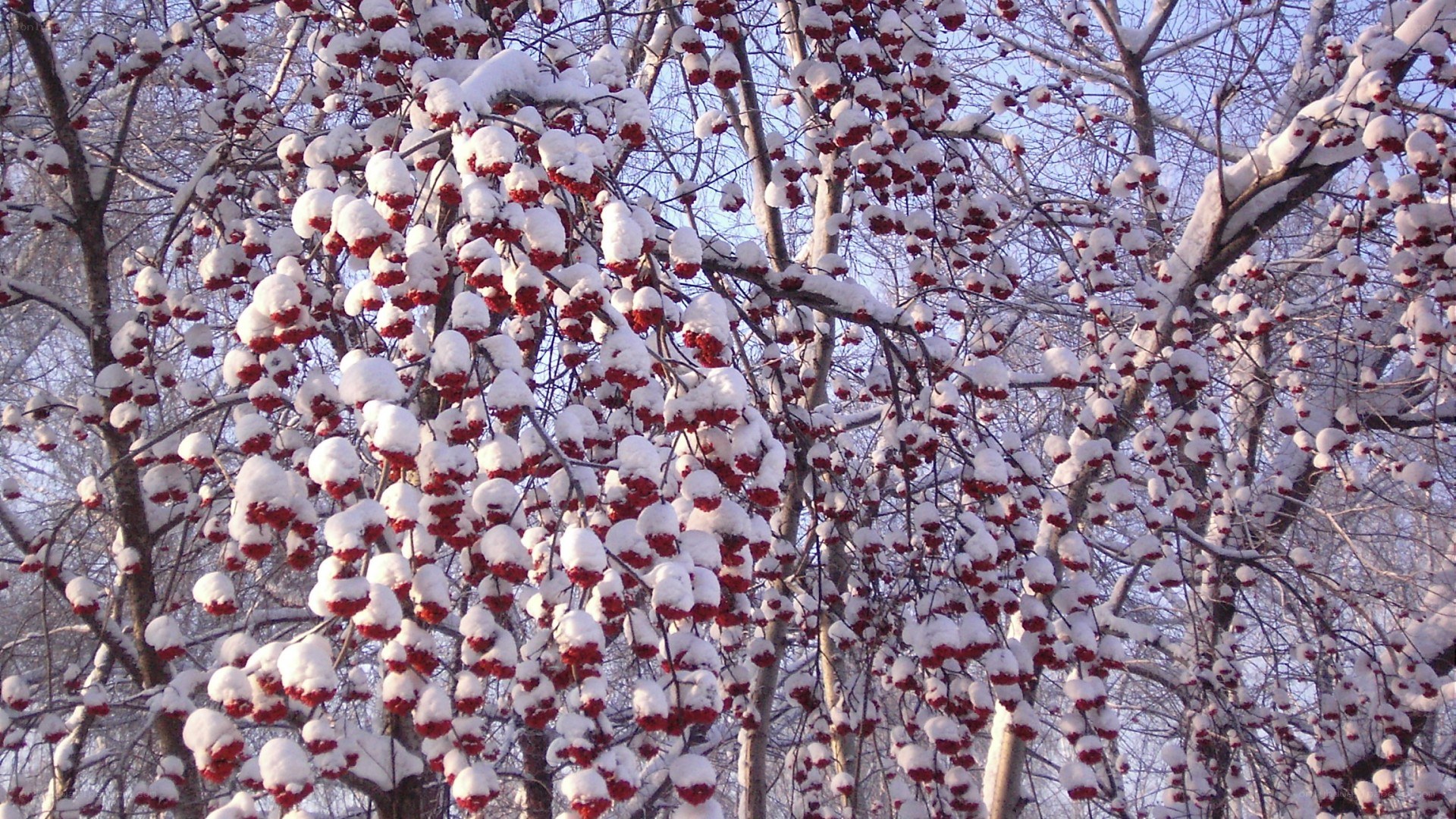 Snow-covered berries on tree branches