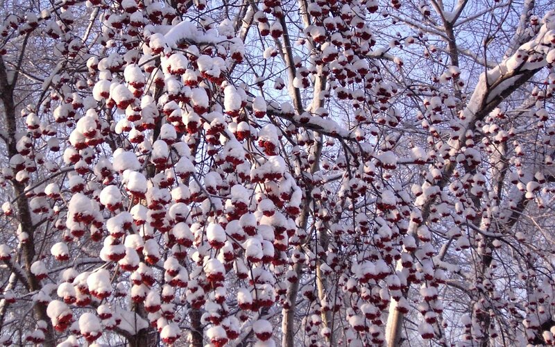 Snow-covered Berries on Tree