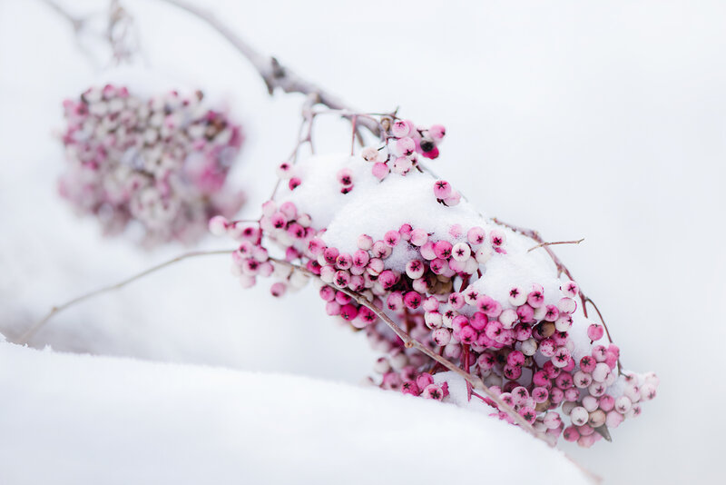 Snow-covered Berries — Pink