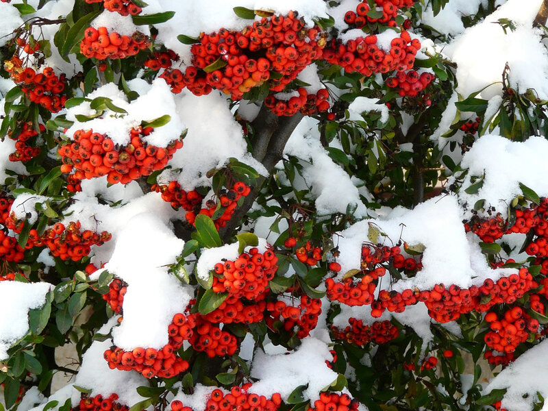Snow-covered Berries — Red, Calm