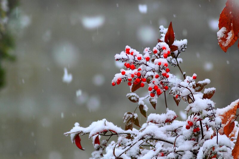 Snow-covered Berries — Red, Calm, Winter, Photograph