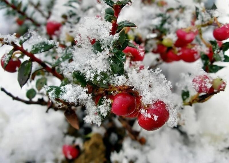Snow-covered Berries — Red, Calm, Winter