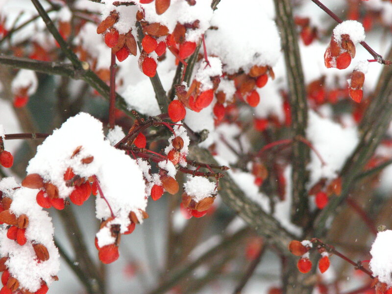 Snow-covered Berries — Red