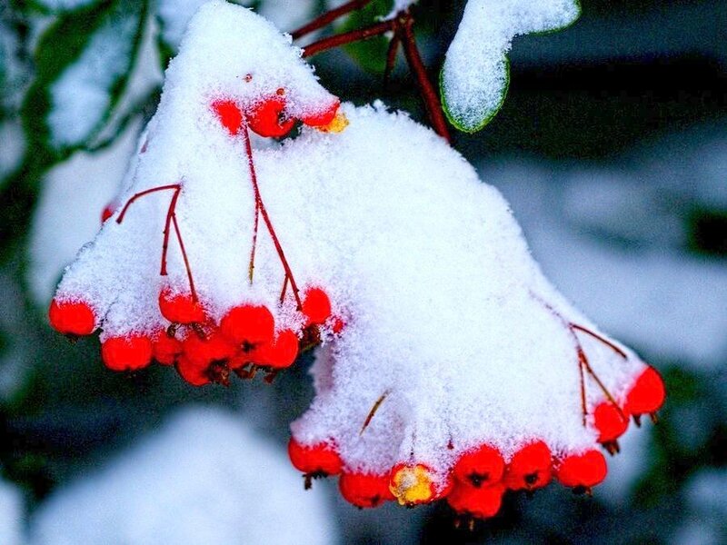 Snow-covered Berries