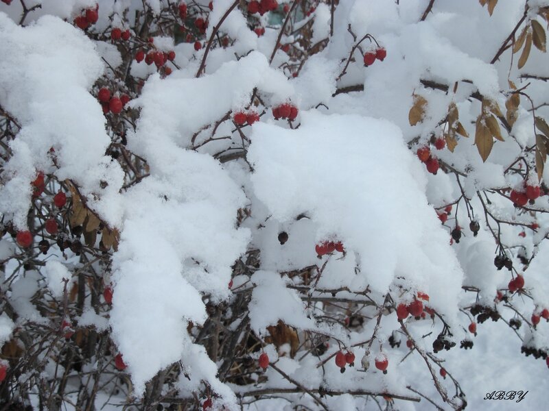 Snow-covered Berries — White, Calm