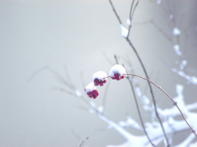 Snow-covered Berries — White, Calm, Winter, Photograph, Branches