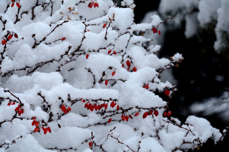 Snow-covered Berries — White, Calm, Winter