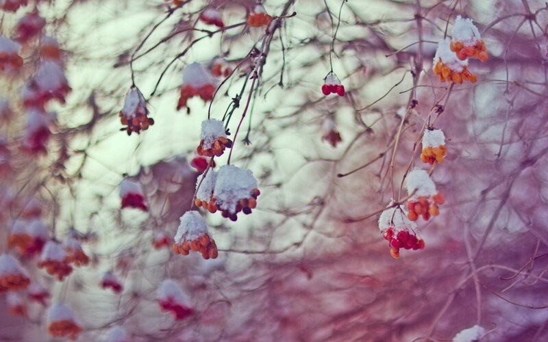 Snow-covered Berries — White, Serene