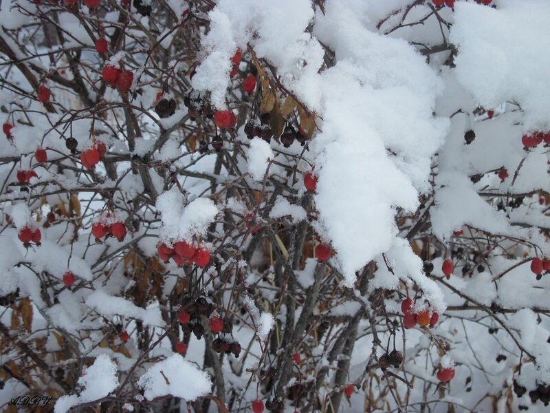Snow-covered Berries — White