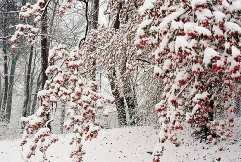 Snow-covered Berry Bush