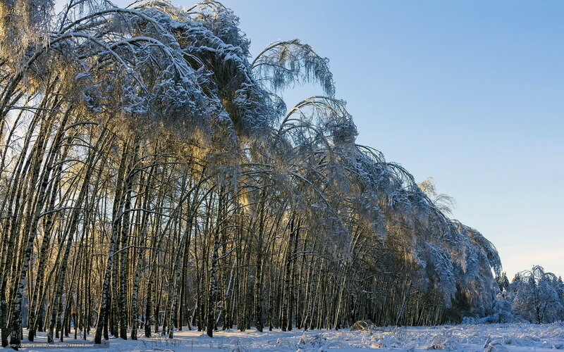 Snow-covered birch forest