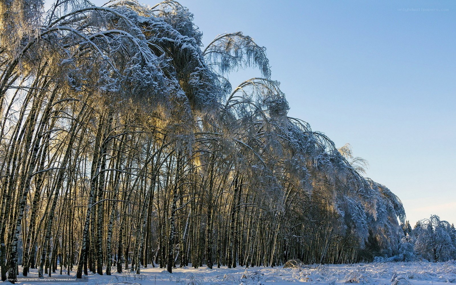 Snow-covered birch forest