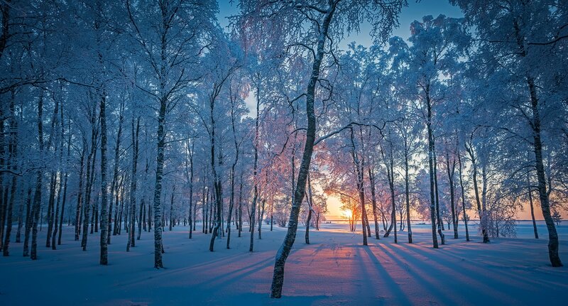 Snow-covered Birch Forest — Blue