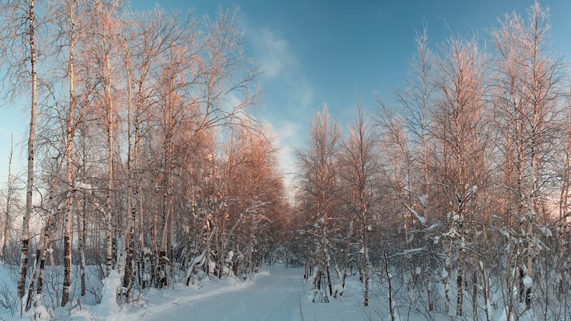 Snow-covered Birch Forest — White, Serene