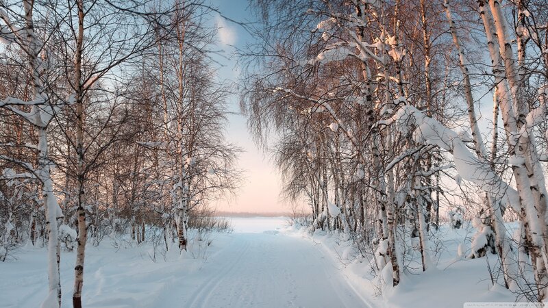 Snow-covered Birch Forest — White