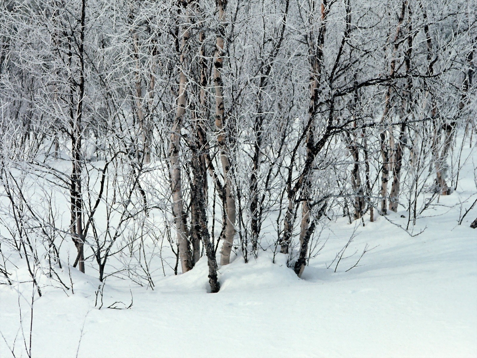 Snow-covered birch forest