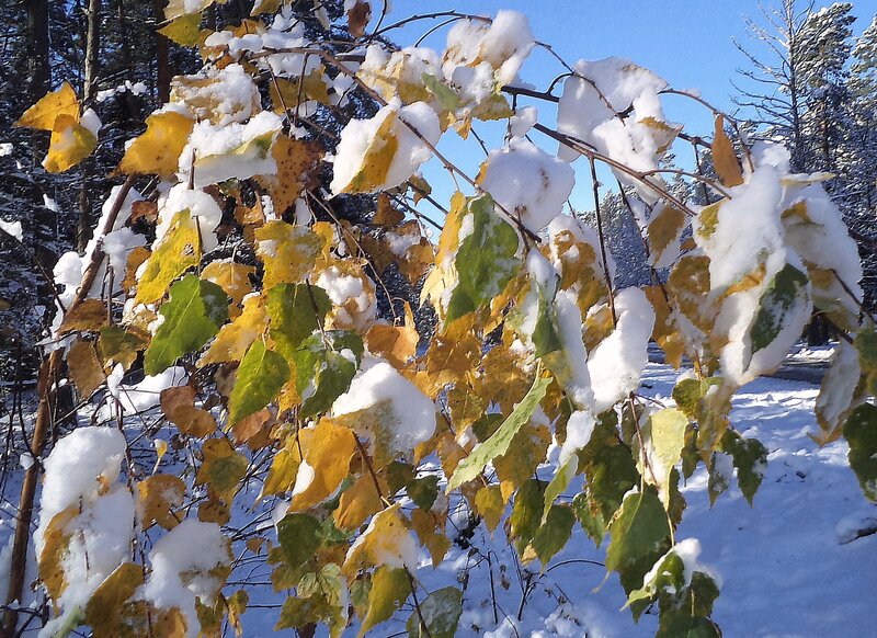 Snow-covered Birch Leaves