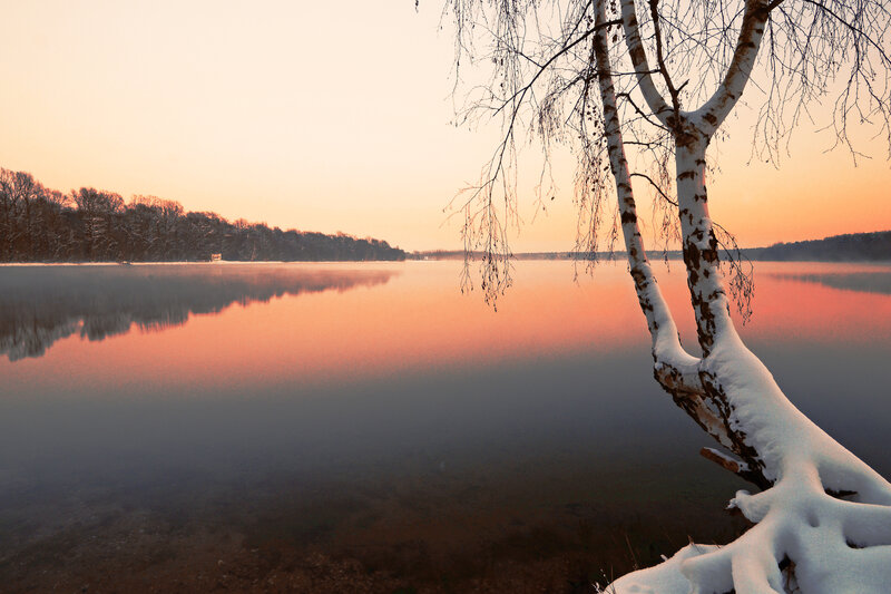 Snow-covered Birch Tree