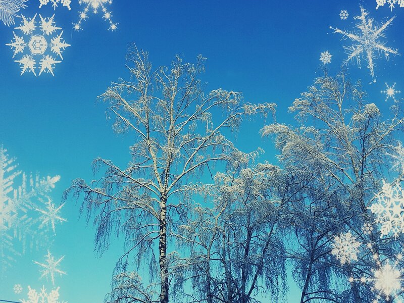 Snow-covered Birch Trees — Blue, Calm