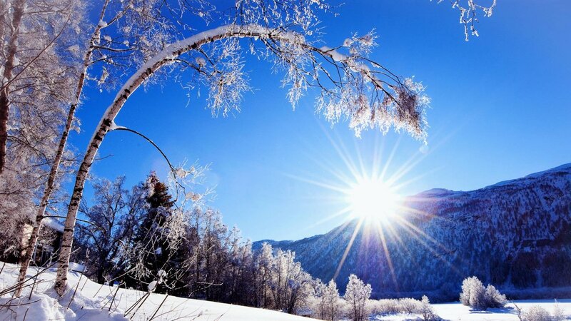Snow-covered Birch Trees — Blue, Serene