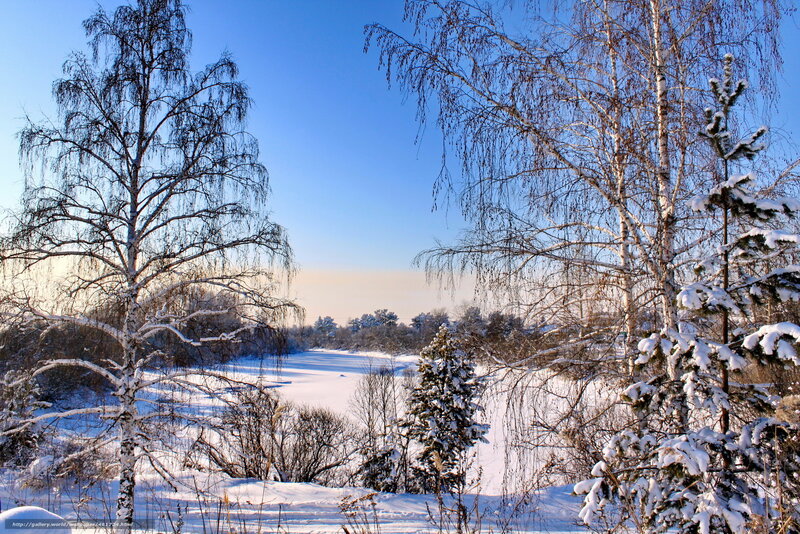 Snow-covered Birch Trees — Blue, Serene, Winter, Photograph, Snow