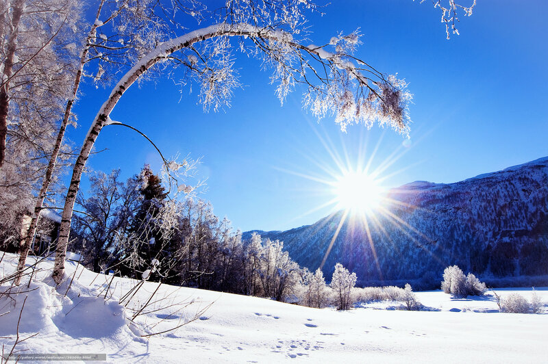 Snow-covered Birch Trees — Blue, Serene, Winter, Photograph