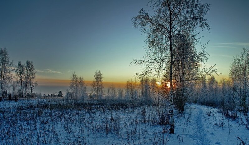 Snow-covered Birch Trees — Blue, Serene, Winter