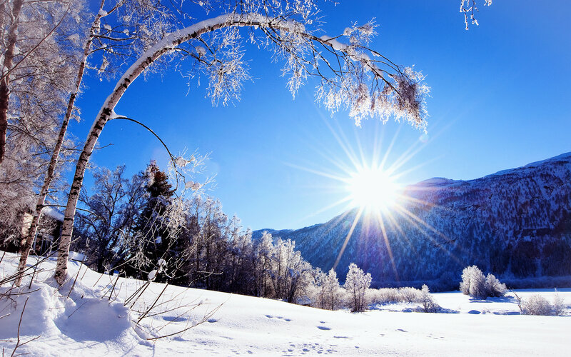Snow-covered Birch Trees — Blue