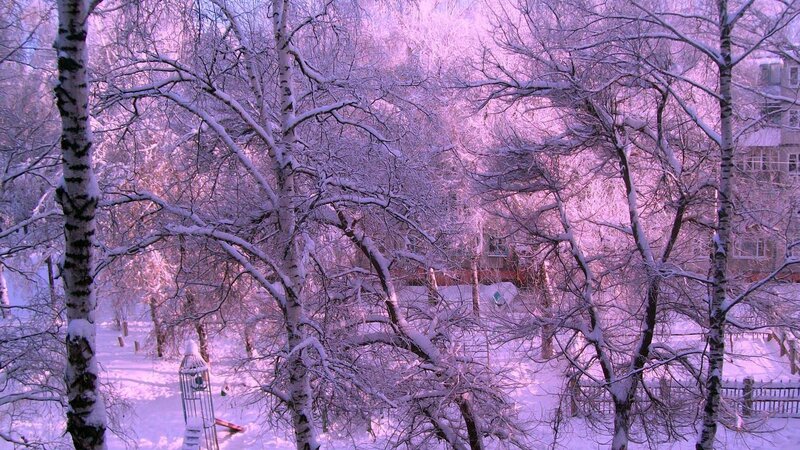 Snow-covered Birch Trees — Purple