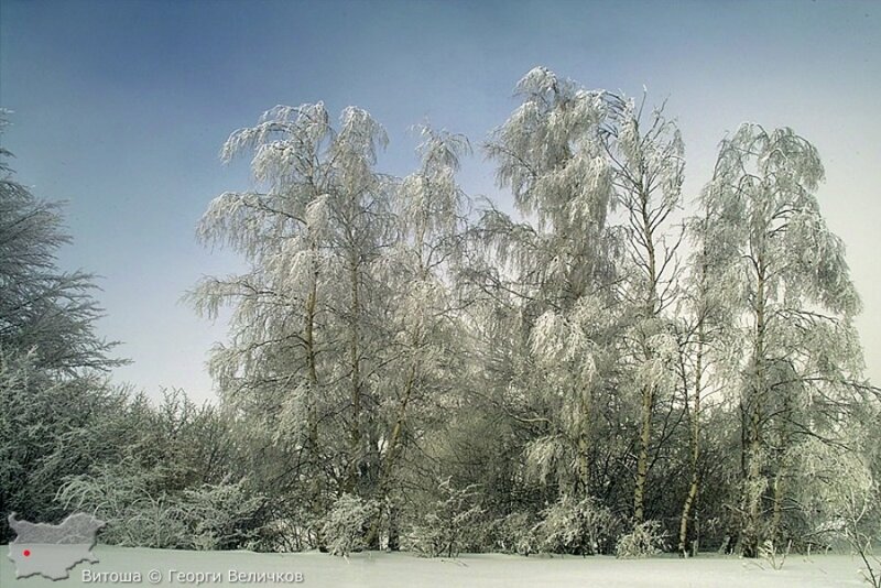 Snow-covered Birch Trees