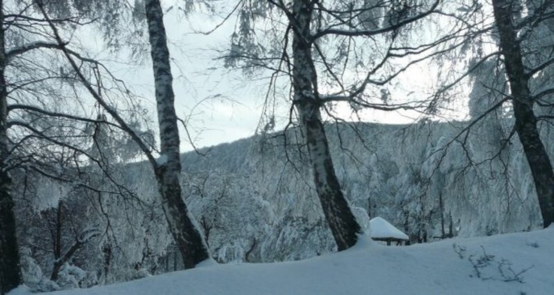 Snow-covered Birch Trees — White, Cold