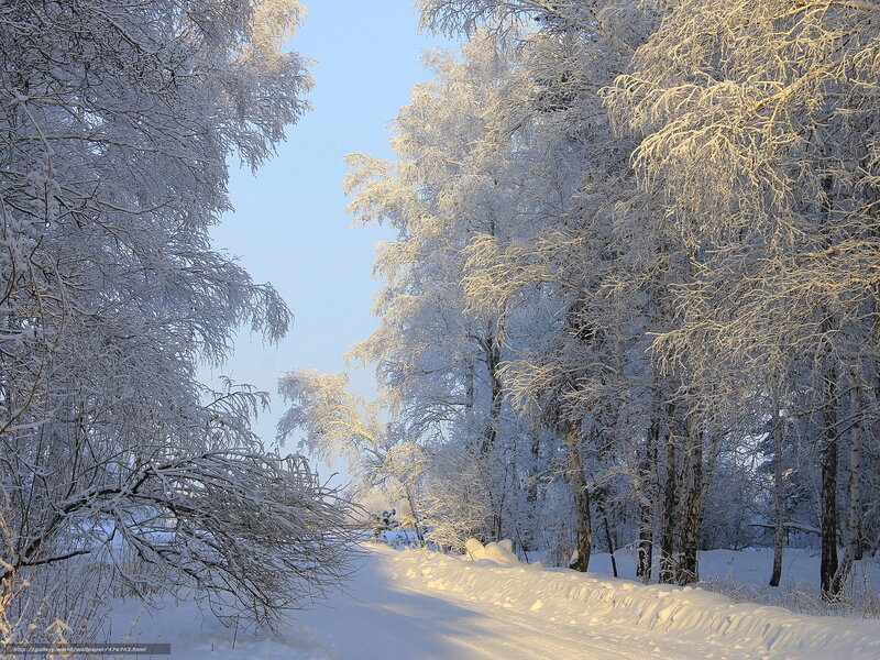 Snow-covered Birch Trees — White, Serene, Morning
