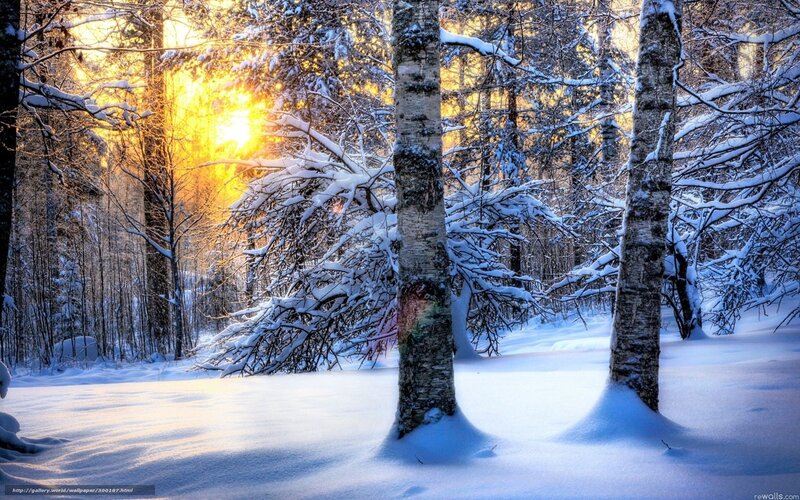 Snow-covered Birch Trees — White, Serene, Sunset, Photograph