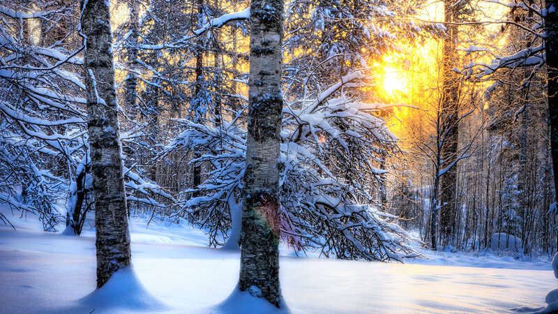 Snow-covered Birch Trees — White, Serene, Sunset