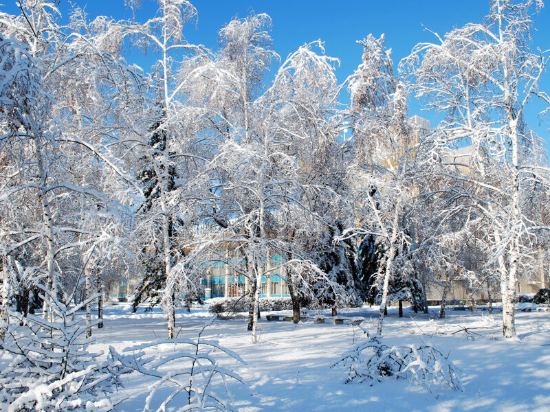Snow-covered Birch Trees — White, Serene, Winter, Photograph, Building