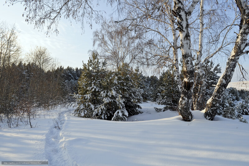 Snow-covered Birch Trees — White, Serene, Winter, Photograph, Pine Trees, Snow