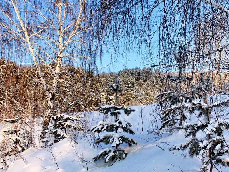 Snow-covered Birch Trees — White, Serene, Winter, Photograph, Pine Trees