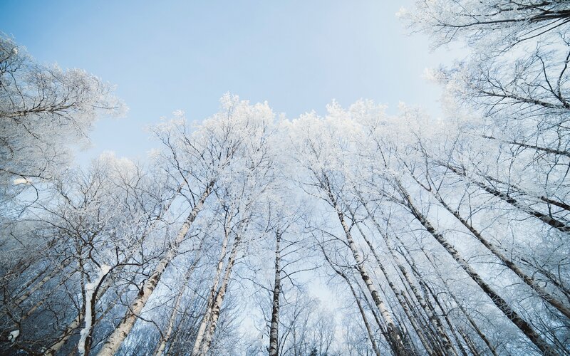 Snow-covered Birch Trees — White, Serene, Winter, Photograph, Sky