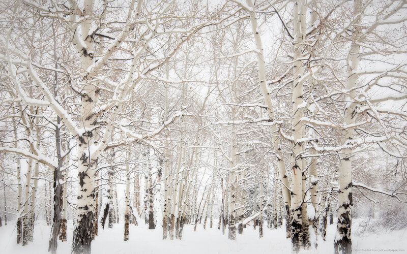 Snow-covered Birch Trees — White, Serene, Winter, Photograph, Snow, Branches
