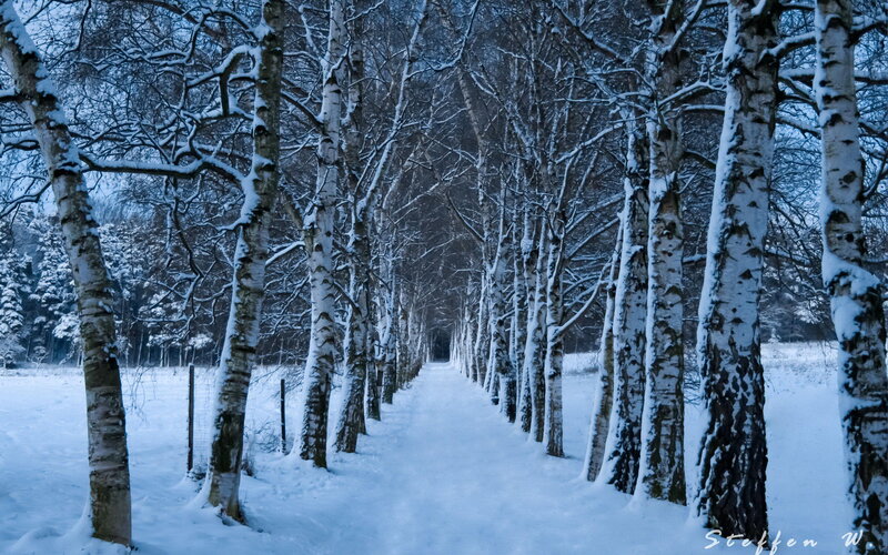 Snow-covered Birch Trees — White, Serene, Winter, Photograph, Snow, Path