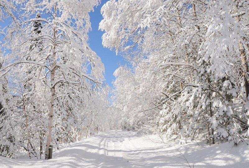 Snow-covered Birch Trees — White, Serene, Winter, Photograph, Snow