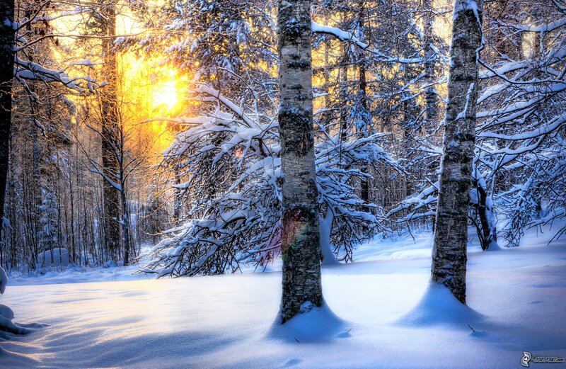Snow-covered Birch Trees — White, Serene, Winter, Photograph, Sunlight, Forest